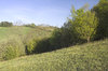 Bank of wild flowers