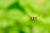 Hoverfly