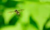 Hoverfly