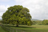 English parkland