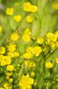 Buttercups