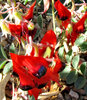 Sturt's desert pea3B