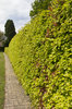 Garden hedge