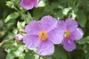 Wild flowers