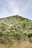Wild flower hillside