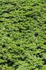 green texture