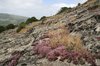 Rocky habitat