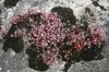 Wild rock plants