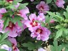 hibiscus bush