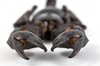 Black Scorpion Close-up