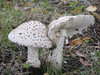 Mushrooms