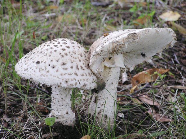 Mushrooms: Just some mushrooms.