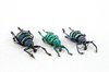 Eupholus Beetle Trio
