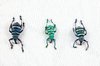Eupholus Beetle Trio