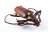 Pyrodes Longiceps Beetle