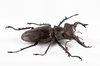 Lucanus Formosanus Beetle