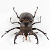 Lucanus Formosanus Beetle
