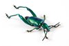 Sagra Femorata Beetle