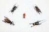 Beetle Mix