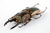 Prosopocoilus Zebra Beetle
