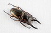Prosopocoilus Zebra Beetle