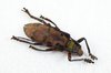 Cerambycidae Beetle