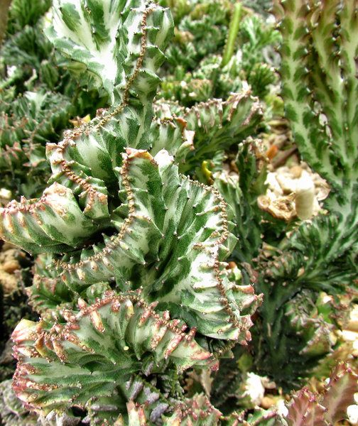 free stock photos rgbstock free stock images cactus free stock photos rgbstock free stock images cactus