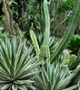 cactus garden9