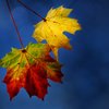 Leaves