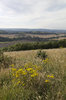 South Downs landscape