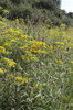 Wild flowers