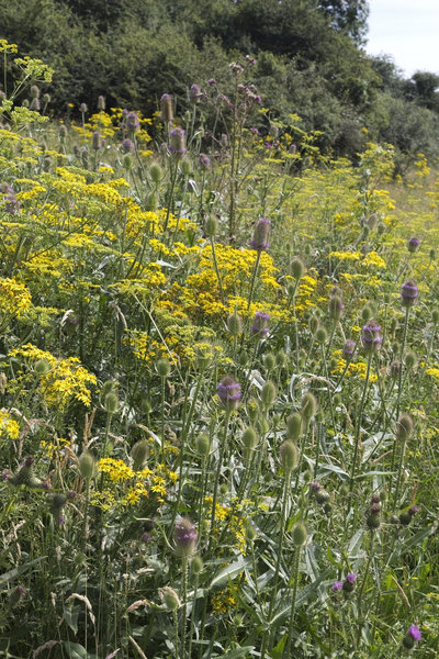 Wild flowers: Wild thistle, teasel and ragwort flowers in Sussex, England, in August.