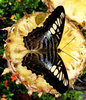butterfly beauty3