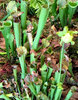 carnivorous plants1
