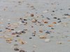 Washed Ashore
