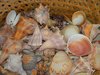 Sea Treasures