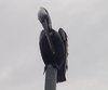 Perched Pelican
