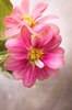 Pretty Flowers 1
