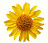 Yellow flower
