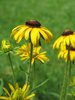 yellow coneflowers