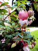 Pink Fuschia