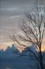 Tree silhouette