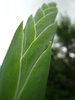 gladiolus (4)