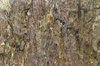 rock textured surface1