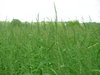 Meadow