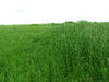 Meadow