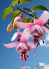 Fuschia