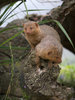 The Mongoose.