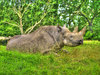 Rhino hdr