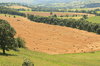 Harvest Field
